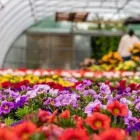 La imagen 2 de la Empresa AGROINSUMOS TEPOTZOTLÁN Industrias y Agricultura en Tepotzotlan CMX