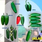 La imagen 1 de la Empresa AGROPRODUCTOS MEZQUITE SA DE CV Fabricantes, Mayoristas y Distribuidoras de Alimentos y Bebidas en Ciudad Delicias CHH