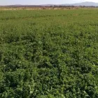 La imagen 2 de la Empresa AGROPRODUCTOS MEZQUITE SA DE CV Fabricantes, Mayoristas y Distribuidoras de Alimentos y Bebidas en Ciudad Delicias CHH