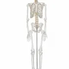 La imagen 5 de la Empresa ANATOMICAL 3D SA DE CV Salud y Medicina en Guadalajara JAL