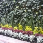 La imagen 1 de la Empresa ASOCIACION DE JARDINEROS DE XOCHIMILCO Industrias y Agricultura en Ciudad De México CMX