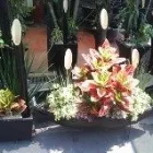 La imagen 2 de la Empresa ASOCIACION DE JARDINEROS DE XOCHIMILCO Industrias y Agricultura en Ciudad De México CMX