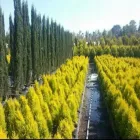 La imagen 4 de la Empresa ASOCIACION DE JARDINEROS DE XOCHIMILCO Industrias y Agricultura en Ciudad De México CMX