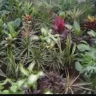 La imagen 5 de la Empresa ASOCIACION DE JARDINEROS DE XOCHIMILCO Industrias y Agricultura en Ciudad De México CMX