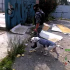 La imagen 5 de la Empresa BEGECAN ADIESTRAMIENTO Y SERVICIO PRIVADO EN SEGURIDAD CANINA S.A. DE C.V. Servicios Profesionales y de Negocios en San Miguel Zinacantepec MEX