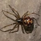 La imagen 1 de la Empresa BYEBUGS ALTA TECNOLOGÍA EN FUMIGACIÓN Y CONTROL DE PLAGAS Servicios Profesionales y de Negocios en Tlajomulco De Zúñiga JAL