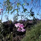 La imagen 5 de la Empresa CASA TONATI CUERNAVACA Institutos de Yoga en Cuernavaca MOR