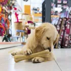 La imagen 2 de la Empresa CENTRO VETERINARIO XALAPA Salud y Medicina en Xalapa VER