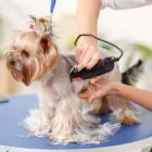 La imagen 3 de la Empresa CENTRO VETERINARIO XALAPA Salud y Medicina en Xalapa VER