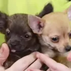 La imagen 1 de la Empresa CLÍNICA VETERINARIA CHIHUAHUA Salud y Medicina en Chihuahua MEX