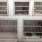 La imagen 2 de la Empresa CLÍNICA VETERINARIA CHIHUAHUA Salud y Medicina en Chihuahua MEX