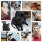 La imagen 2 de la Empresa CLÍNICA VETERINARIA DERM & PET Salud y Medicina en Mexico CMX