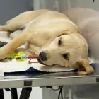 La imagen 1 de la Empresa CLÍNICA VETERINARIA FAUNA Salud y Medicina en Leon GUA