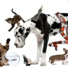 La imagen 2 de la Empresa CLÍNICA VETERINARIA FAUNA Salud y Medicina en Leon GUA