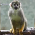 La imagen 3 de la Empresa CLÍNICA VETERINARIA FAUNA Salud y Medicina en Leon GUA