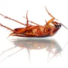 La imagen 1 de la Empresa COMERCIALIZADORA HELIOS DE GUADALAJARA Servicios Profesionales y de Negocios en Guadalajara JAL