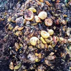 La imagen 4 de la Empresa COMPOST-ON Servicios Profesionales y de Negocios en Morelia MIC