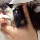 La imagen 3 de la Empresa CONSULTORIO VETERINARIO DRS. ESCOBAR Salud y Medicina en Puebla MEX