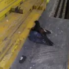 La imagen 6 de la Empresa CONTROL DE AVES AZTECA Tiendas de Autoservicio y Departamentales en Ciudad De México CMX