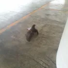 La imagen 7 de la Empresa CONTROL DE AVES AZTECA Tiendas de Autoservicio y Departamentales en Ciudad De México CMX