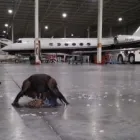 La imagen 8 de la Empresa CONTROL DE AVES AZTECA Tiendas de Autoservicio y Departamentales en Ciudad De México CMX