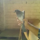 La imagen 16 de la Empresa CONTROL DE AVES AZTECA Tiendas de Autoservicio y Departamentales en Ciudad De México CMX