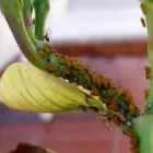 La imagen 1 de la Empresa CONTROL DE PLAGAS DOMESTICAS METAMORFOSIS Servicios Profesionales y de Negocios en Tijuana BCN