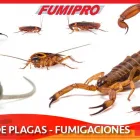 La imagen 3 de la Empresa CORPORATIVO PROFESIONAL FUMIPRO Servicios Profesionales y de Negocios en Cancún ROO