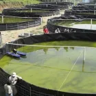 La imagen 2 de la Empresa D'ROMO MEMBRANAS Organización y Realización de Fiestas y Eventos en Mexicali BCN