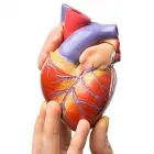 La imagen 1 de la Empresa DR. VICTOR E. QUIROGA AGUIRRE Salud y Medicina en Tepic NAY