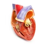 La imagen 3 de la Empresa DR. VICTOR E. QUIROGA AGUIRRE Salud y Medicina en Tepic NAY