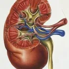 La imagen 1 de la Empresa DRA. MA. GUADALUPE PORRAS MORENO Salud y Medicina en Gómez Palacio DUR