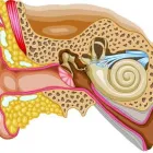 La imagen 1 de la Empresa DRA. O. PATRICIA RUELAS GUTIÉRREZ Salud y Medicina en Tepic NAY