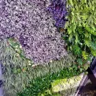 La imagen 7 de la Empresa ECOYAAB JARDINES VERTICALES Servicios Profesionales y de Negocios en Ciudad De México CMX