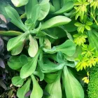 La imagen 10 de la Empresa ECOYAAB JARDINES VERTICALES Servicios Profesionales y de Negocios en Ciudad De México CMX