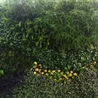 La imagen 11 de la Empresa ECOYAAB JARDINES VERTICALES Servicios Profesionales y de Negocios en Ciudad De México CMX