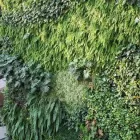 La imagen 12 de la Empresa ECOYAAB JARDINES VERTICALES Servicios Profesionales y de Negocios en Ciudad De México CMX