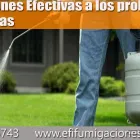 La imagen 3 de la Empresa EFI FUMIGACIONES Servicios Profesionales y de Negocios en Zapopan JAL