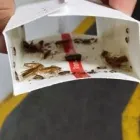 La imagen 1 de la Empresa EL FUMIGADOR Servicios Profesionales y de Negocios en Tlalnepantla De Baz MEX