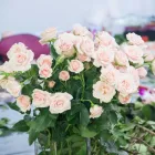 La imagen 4 de la Empresa ESCUELA DE DISEÑO FLORAL CADE Escuelas y academias de artes en Ciudad De México CMX