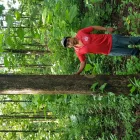 La imagen 1 de la Empresa FINCA NUEVA GALICIA Maderas en Tapachula CHP