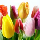 La imagen 1 de la Empresa FLORERIA EL PARAISO Industrias y Agricultura en Ciudad Cuauhtémoc CHH