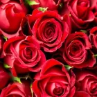 La imagen 3 de la Empresa FLORERIA EL PARAISO Industrias y Agricultura en Ciudad Cuauhtémoc CHH