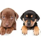 La imagen 1 de la Empresa FRANZONI VETERINARIA Salud y Medicina en La Paz BCS