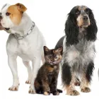 La imagen 3 de la Empresa FRANZONI VETERINARIA Salud y Medicina en La Paz BCS