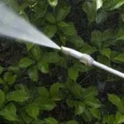 La imagen 1 de la Empresa FUMICLEAN 2000 Servicios Profesionales y de Negocios en Ciudad De México CMX