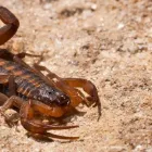 La imagen 3 de la Empresa FUMIGACIONES DE FRESNILLO Servicios Profesionales y de Negocios en Fresnillo ZAC