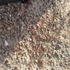 La imagen 3 de la Empresa FUMIGACIONES FUMITEC DE MEXICO Servicios Profesionales y de Negocios en Ecatepec De Morelos MEX