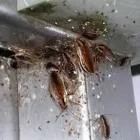 La imagen 6 de la Empresa FUMIGACIONES FUMITEC DE MEXICO Servicios Profesionales y de Negocios en Ecatepec De Morelos MEX