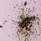 La imagen 7 de la Empresa FUMIGACIONES FUMITEC DE MEXICO Servicios Profesionales y de Negocios en Ecatepec De Morelos MEX